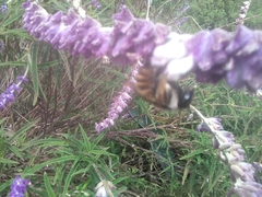 Xylocopa tabaniformis azteca