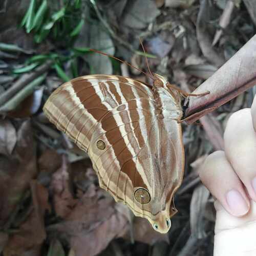 コスタリカ産 蝶の標本 Amathusia phidippus Amathusia phidippus - Wikiwand