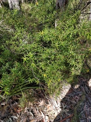 Persoonia mollis ledifolia