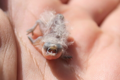 Spermestes bicolor poensis