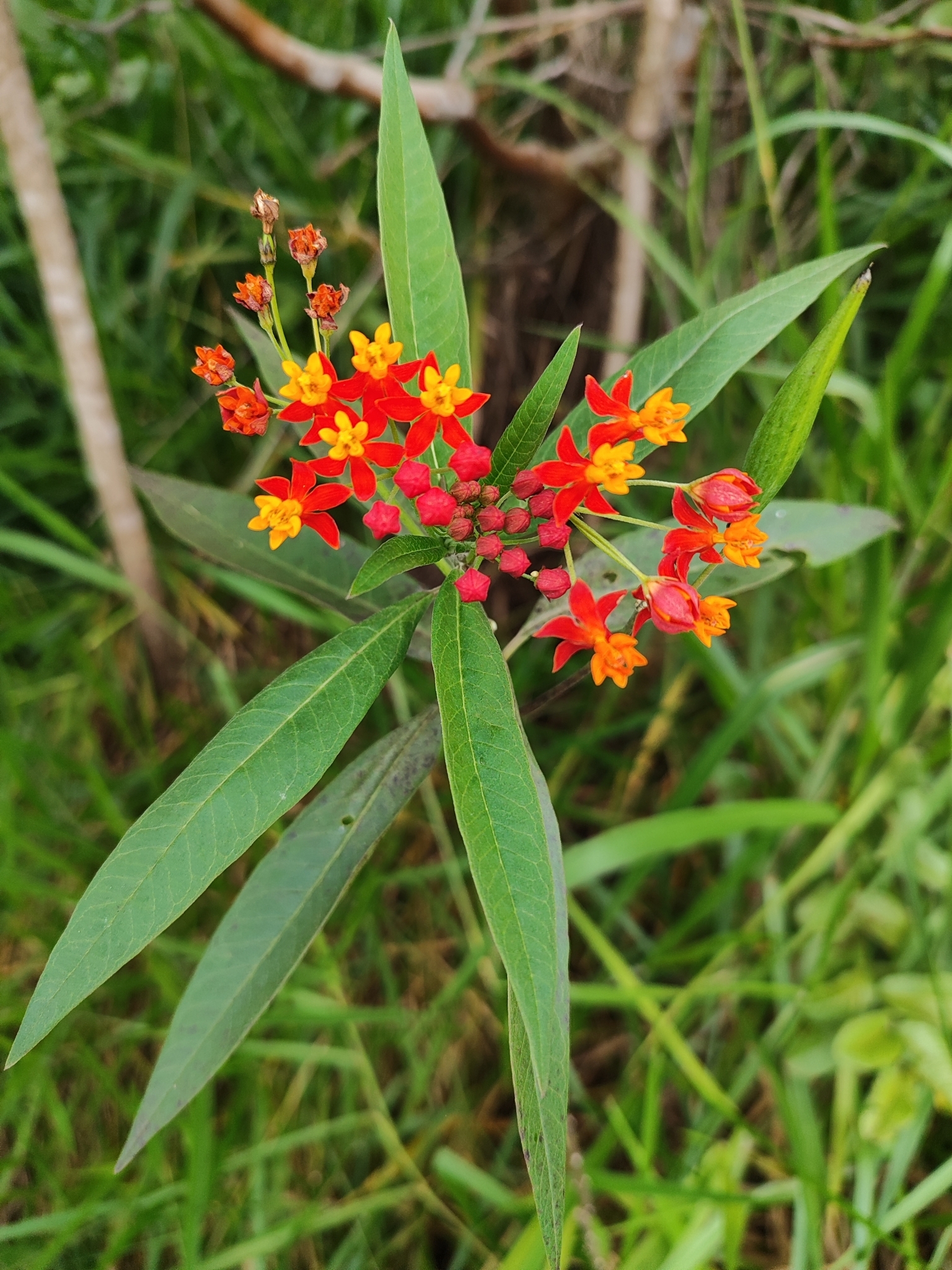 Asclepias curassavica
