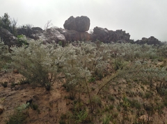 Aspalathus vulnerans