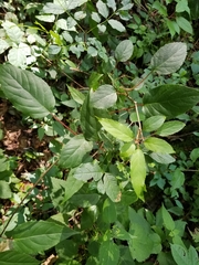 Actinidia arguta