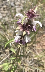 Monarda citriodora austromontana