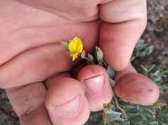 Rafnia spicata
