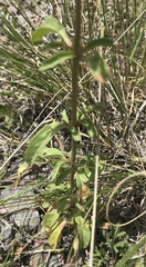 Monarda citriodora austromontana