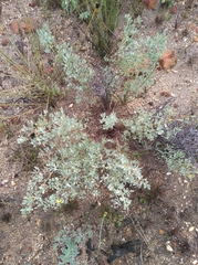 Rafnia spicata