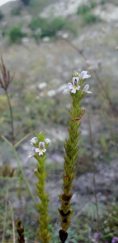 Euphrasia pectinata iNat (2)