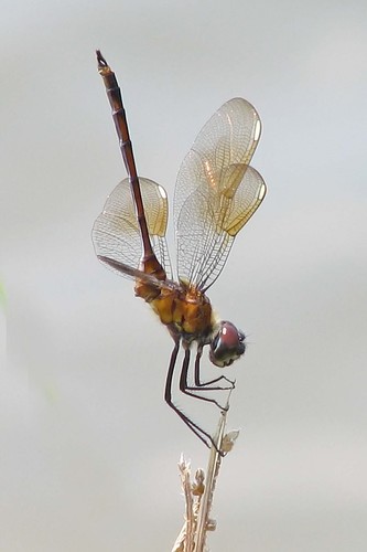 Four-spotted Pennant