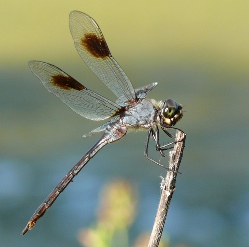 Four-spotted Pennant
