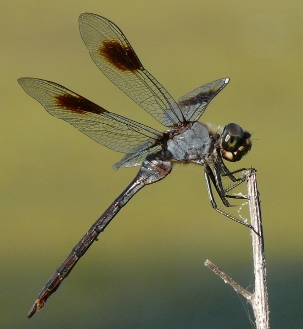 Four-spotted Pennant