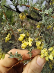 Wiborgia sericea