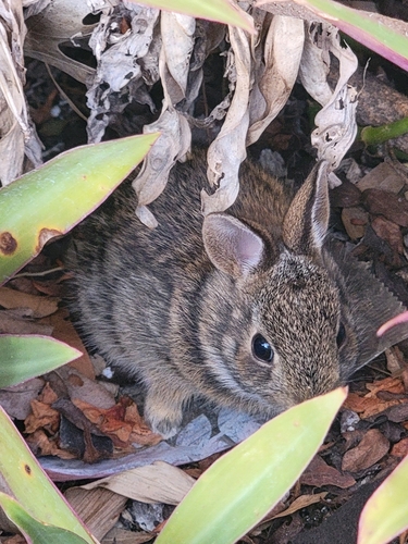 Eastern Cottontail photographed in Florida
