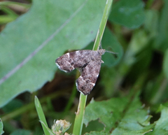 Anthophila plenicarinata