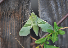 Proserpinus terlooii