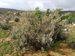 Wiborgia sericea
