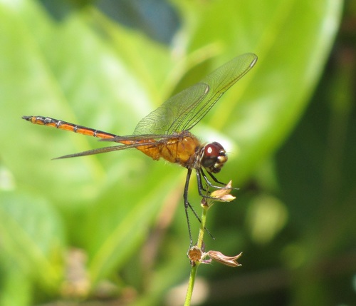Four-spotted Pennant