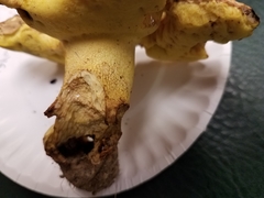 Butyriboletus taughannockensis