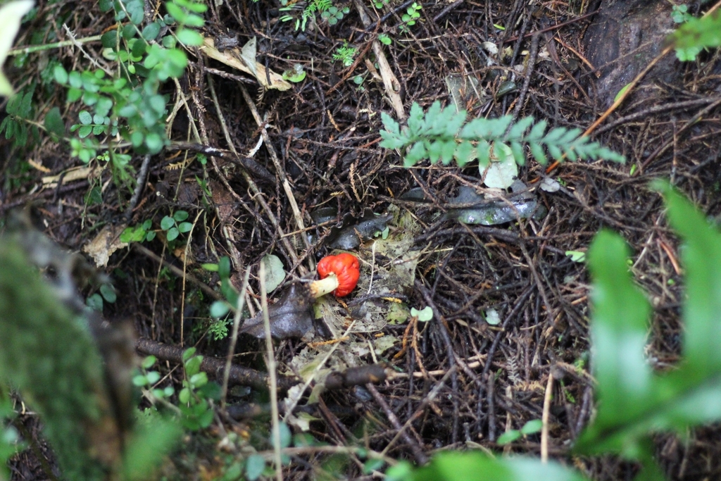 Leratiomyces erythrocephalus · March 2025 · photo: © louisesheppard (iNaturalist, cc-by)