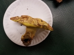Butyriboletus taughannockensis