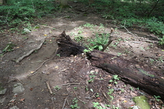 Amanita vaginata alba