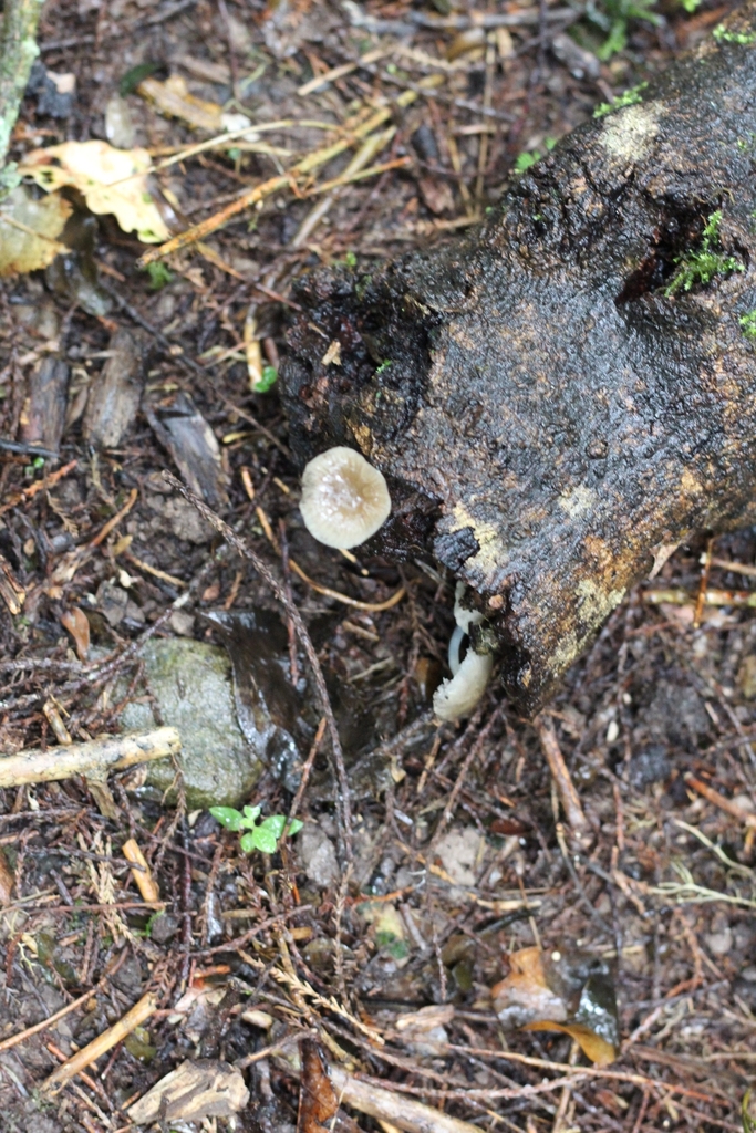 Roridomyces austrororidus · March 2025 · photo: © louisesheppard (iNaturalist, cc-by)