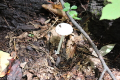 Amanita vaginata alba