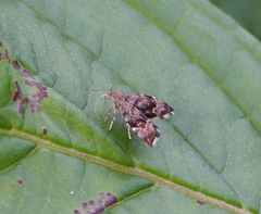 Anthophila plenicarinata