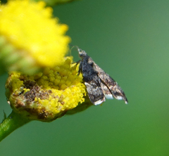 Anthophila plenicarinata
