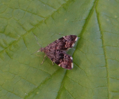 Anthophila plenicarinata