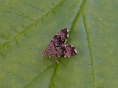 Anthophila plenicarinata