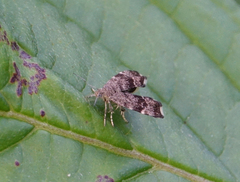 Anthophila plenicarinata