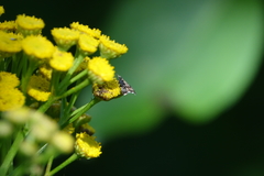 Anthophila plenicarinata