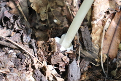 Amanita vaginata alba