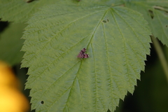 Anthophila plenicarinata
