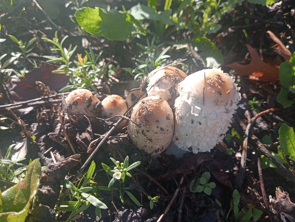 Coprinus comatus · April 2025 · photo: © louisesheppard (iNaturalist, cc-by)