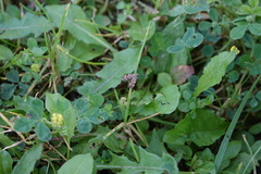 Anthophila plenicarinata