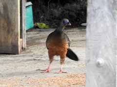 Chamaepetes goudotii