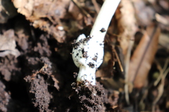 Amanita vaginata alba