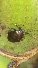 Antiteuchus tripterus