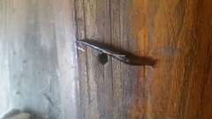 Stylommatophora