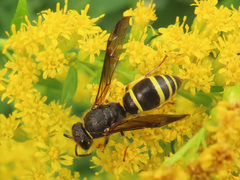 Gymnomerus laevipes