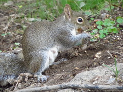 Sciurus alleni
