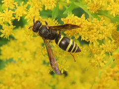 Gymnomerus laevipes