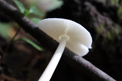Amanita vaginata alba