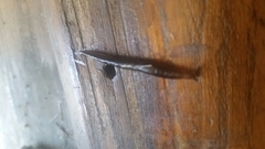 Stylommatophora