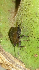 Antiteuchus tripterus