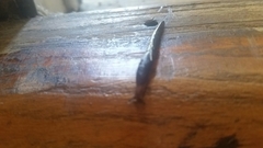 Stylommatophora