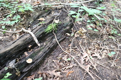 Singerocybe