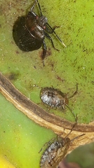 Antiteuchus tripterus